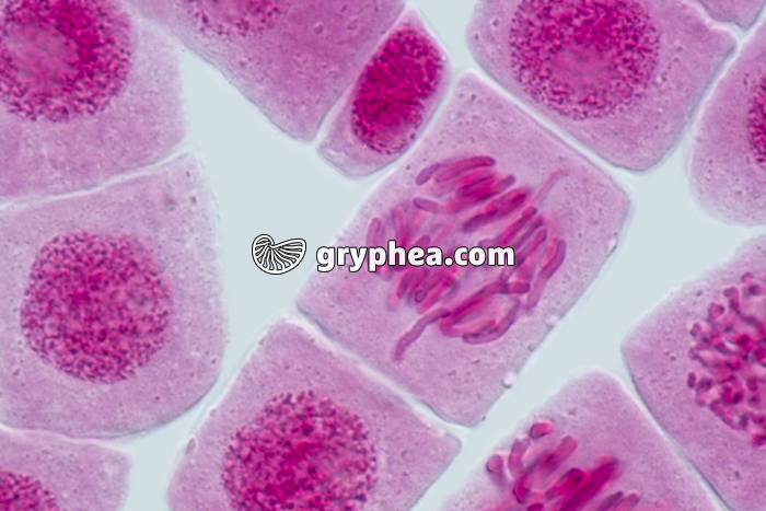 Mitose racine d'Ail ANAPHASE x640 - gryphea.com